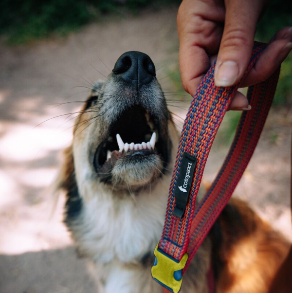 Del DIa Dog Leash