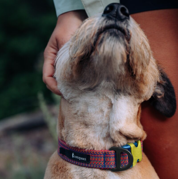 Del DIa Dog Collar