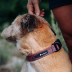 Del DIa Dog Collar