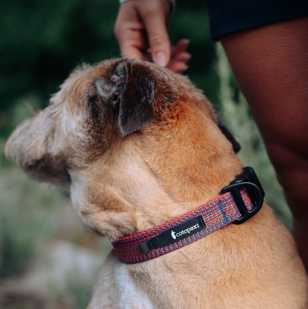 Del DIa Dog Collar